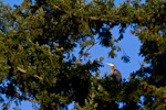 Great Blue Heron In Tree
